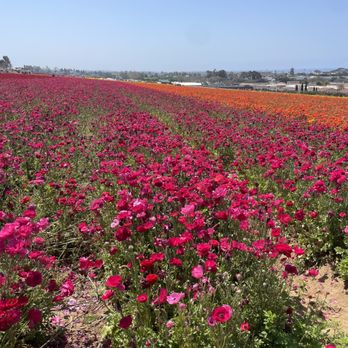 The Flower Fields - Venues & Event Spaces Near Me - Carlsbad, California The Flower Fields - Venues & Event Spaces Near Me - Carlsbad, California