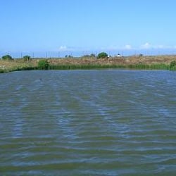 Le marais Chessé - Une des réserves d'eau de mer où se fait une première décantation