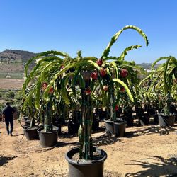 Yasuda Tree Nursery