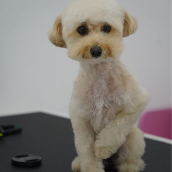 Petrichor Pet Salon - Pet Groomers Near Me - Newport Beach, California Petrichor Pet Salon - Pet Groomers Near Me - Newport Beach, California