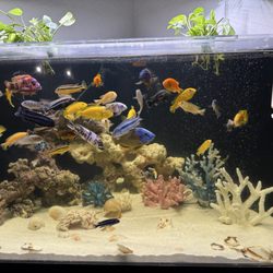 Cichlids!