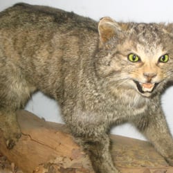 Wildpark Neuhaus