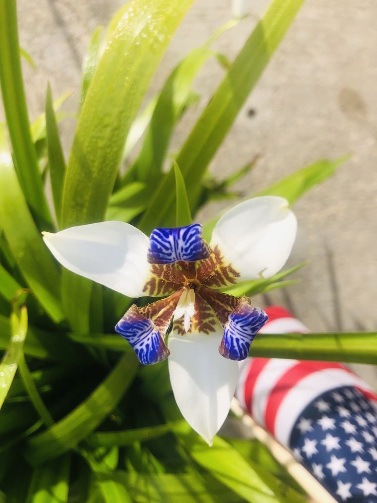 Rocking N Ranch - equestrian in Des Allemands, LA