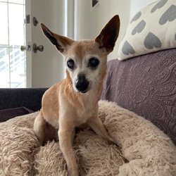 Victorious Reiki - Moa is 19 and 7 months now , he is still eating well and we do Reiki more often for sure .