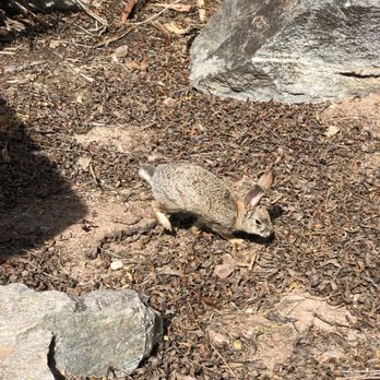 Phoenix Zoo - The rabbit that came up to the rock I was sitting on and just hung out in the shade - Zoos Near Me - Phoenix, Arizona Phoenix Zoo - The rabbit that came up to the rock I was sitting on and just hung out in the shade - Zoos Near Me - Phoenix, Arizona