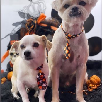 Royalty Unleashed Mobile Pet Spa - Leslie takes pictures of us after grooming - Pet Groomers Near Me Royalty Unleashed Mobile Pet Spa - Leslie takes pictures of us after grooming - Pet Groomers Near Me