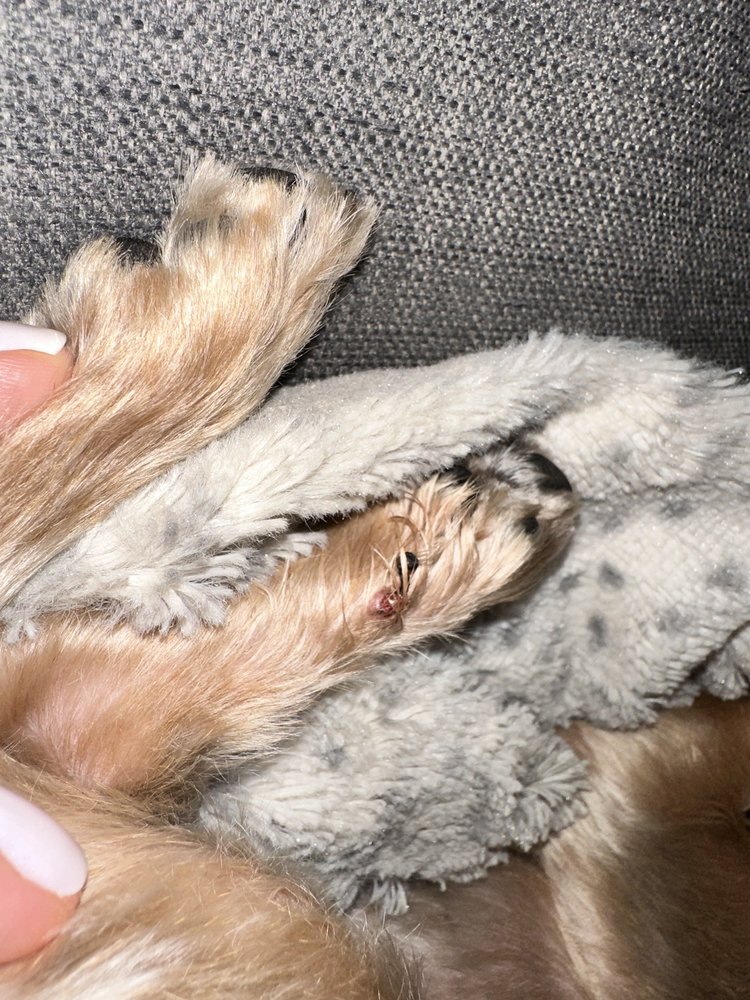 Neo Pet Spa Image