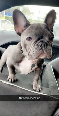 austin french bulldogs