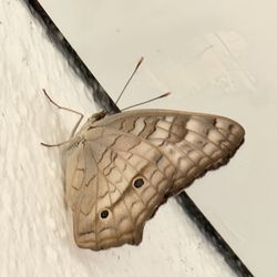 Hotel la Aldea del Halach Huinic - Mariposa/butterfly