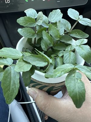 Moonwater Farm by null