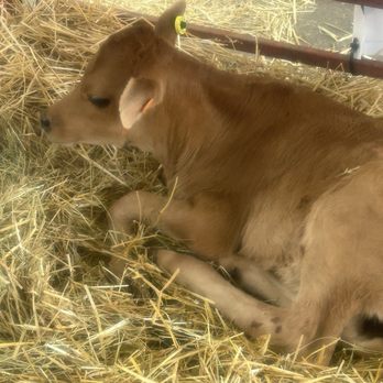 Ohio State Fair - Calf - Festivals Near Me - Columbus, Ohio