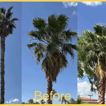 Royal Tree Service - Before palm tree trimming - Tree Services Near Me Royal Tree Service - Before palm tree trimming - Tree Services Near Me