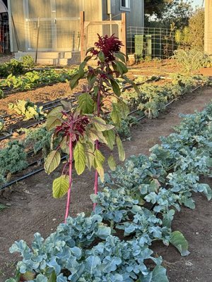 Olivewood Gardens and Learning Center by null