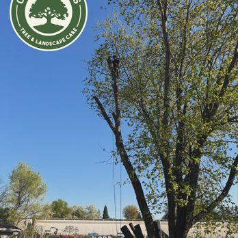 Connor And Sons - Tree Services Near Me Connor And Sons - Tree Services Near Me