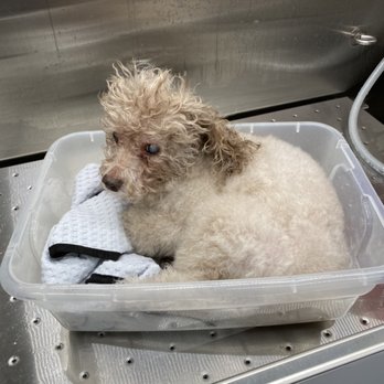 Awbreys Ark Mobile Pet Spa - Blind dogs can get very frightened during grooming. We bathed and groomed this sweet boy in a tub so he could always feel the edge. - Pet Groomers Near Me Awbreys Ark Mobile Pet Spa - Blind dogs can get very frightened during grooming. We bathed and groomed this sweet boy in a tub so he could always feel the edge. - Pet Groomers Near Me