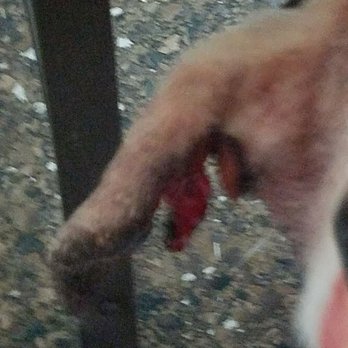 AV Veterinary Center - Required over 30 stitches - Veterinarians Near Me - Lancaster, California AV Veterinary Center - Required over 30 stitches - Veterinarians Near Me - Lancaster, California