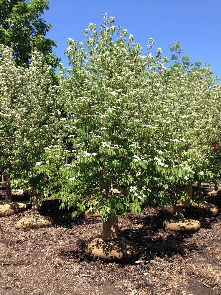 ROTH NURSERY Updated July 2024 42 N Greenwich Rd, Armonk, New York