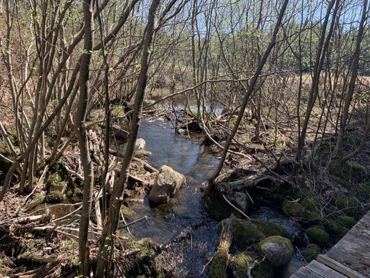 Algonquin Provincial Park by null