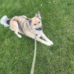 Four Paws Pet Salon