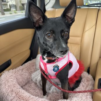 Barking Spot - Pup after her visit at BS - Pet Stores Near Me - Chula Vista, California