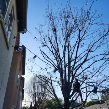 Cali Green Tree Experts - After trimming - Tree Services Near Me