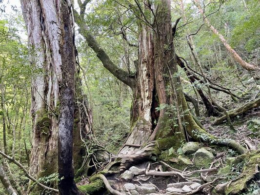 Yakusugi Land by null