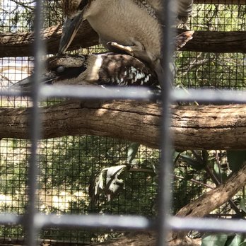 Bonarong Wildlife Sanctuary - Kookaburra in action - Zoos Near Me - Brighton, TAS