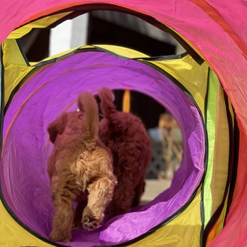 Summer Hill Labradoodles - Pet Breeders Near Me Summer Hill Labradoodles - Pet Breeders Near Me