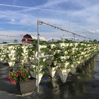 Strawberry Fields and Florist - rows of strawberry plants - Fruits & Veggies Near Me - Auburn, New York Strawberry Fields and Florist - rows of strawberry plants - Fruits & Veggies Near Me - Auburn, New York