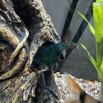 Ocean's Tropical Fish - Local Fish Stores Near Me - Mission Viejo, California Ocean's Tropical Fish - Local Fish Stores Near Me - Mission Viejo, California