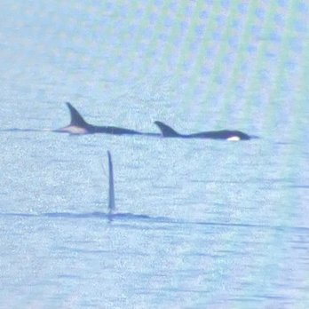 FRS Clipper - Killer whales...photo of my Canon camera display. - Travel Services Near Me - Seattle, Washington