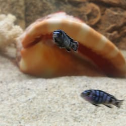 New Brussels Aquariums