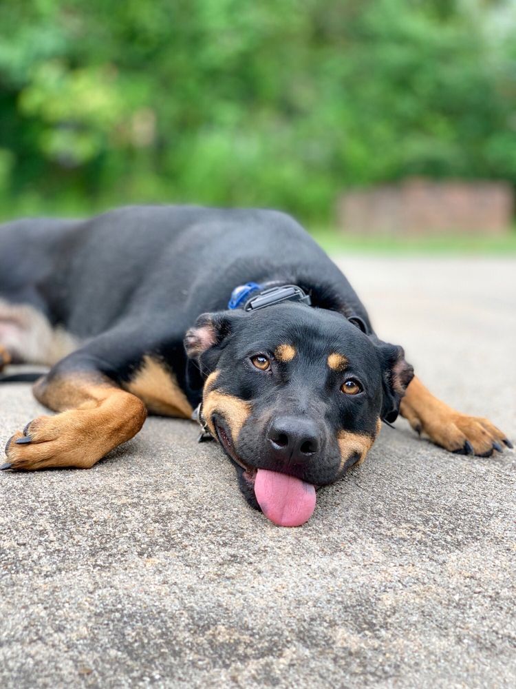 Absolutely Pawsitively Obedient Image