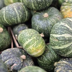 Kabocha squash
