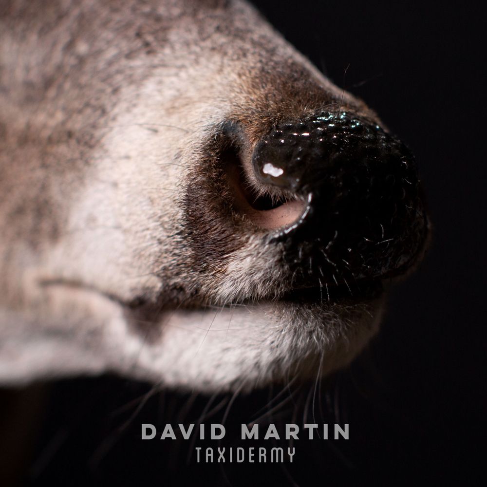 David Martin Taxidermy - taxidermy in Jayess, MS