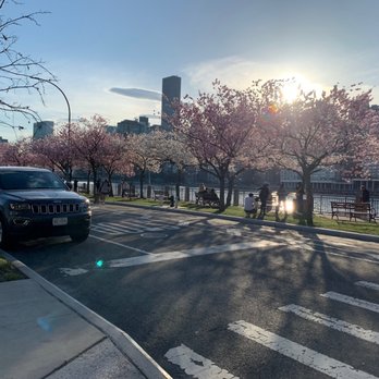 Roosevelt Island - Cherry Blosson season - Parks Near Me Roosevelt Island - Cherry Blosson season - Parks Near Me
