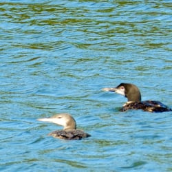 Schatzi's 4 Seasons Resort - Mamma and Baby Loon