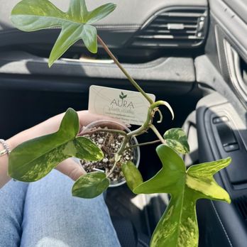Aura Plant Studio - Philodendron Florida Beauty - Nurseries & Gardening Near Me - Jacksonville, Florida Aura Plant Studio - Philodendron Florida Beauty - Nurseries & Gardening Near Me - Jacksonville, Florida