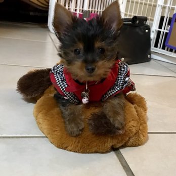 Heavenly Puppies - Pet Stores Near Me - Boca Raton, Florida Heavenly Puppies - Pet Stores Near Me - Boca Raton, Florida