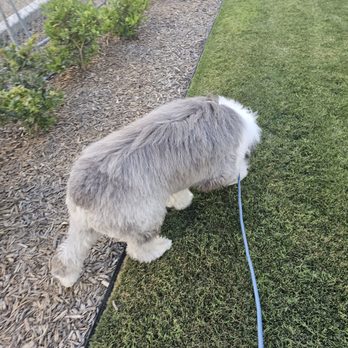Paws R Us - You can see the scissor line on his back end. Should be blended with a thinning sheer. - Pet Groomers Near Me - Fresno, California Paws R Us - You can see the scissor line on his back end. Should be blended with a thinning sheer. - Pet Groomers Near Me - Fresno, California