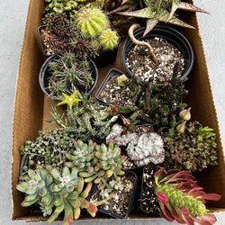 Zona Suculenta - Succulent / Cactus purchased today!!!