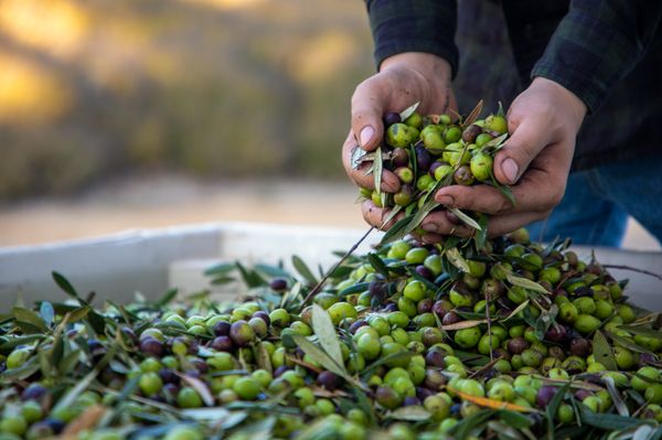 Pasolivo Olive Oil by null