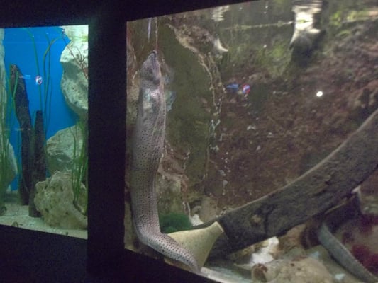 Grand Aquarium Saint Malo by null