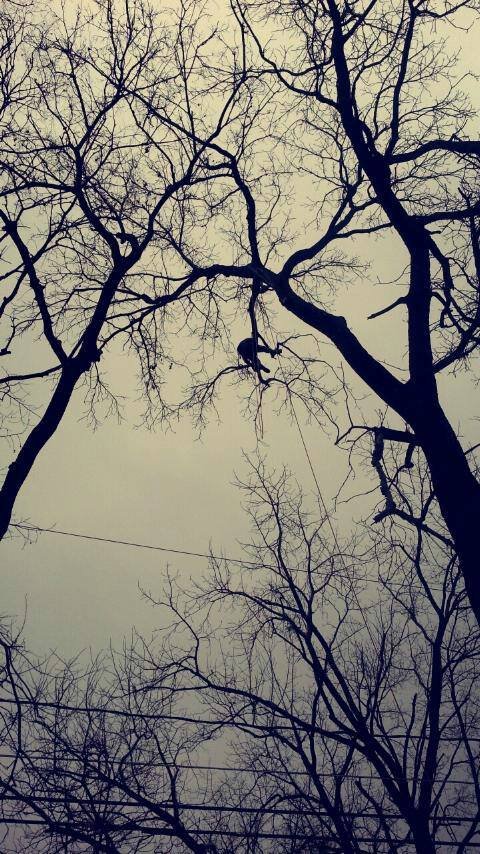 Tree Ninja - tree service in Des Moines, IA