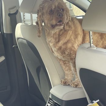 Advantage mobile auto spa - Our dog checking things out - Auto Detailing Near Me - Santa Clarita, California