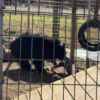 Zootastic Park - Zoos Near Me - Troutman, North Carolina Zootastic Park - Zoos Near Me - Troutman, North Carolina