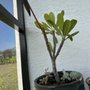 ABC Tropical Plant Nursery
