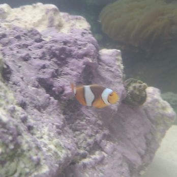 Blue World Aquariums - Aquarium Services Near Me - Victoria, British Columbia