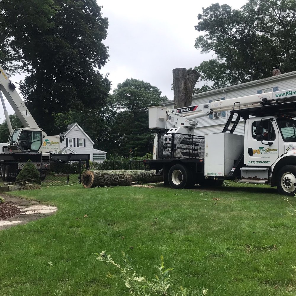 PS Tree Service - Tree Services Near Me PS Tree Service - Tree Services Near Me