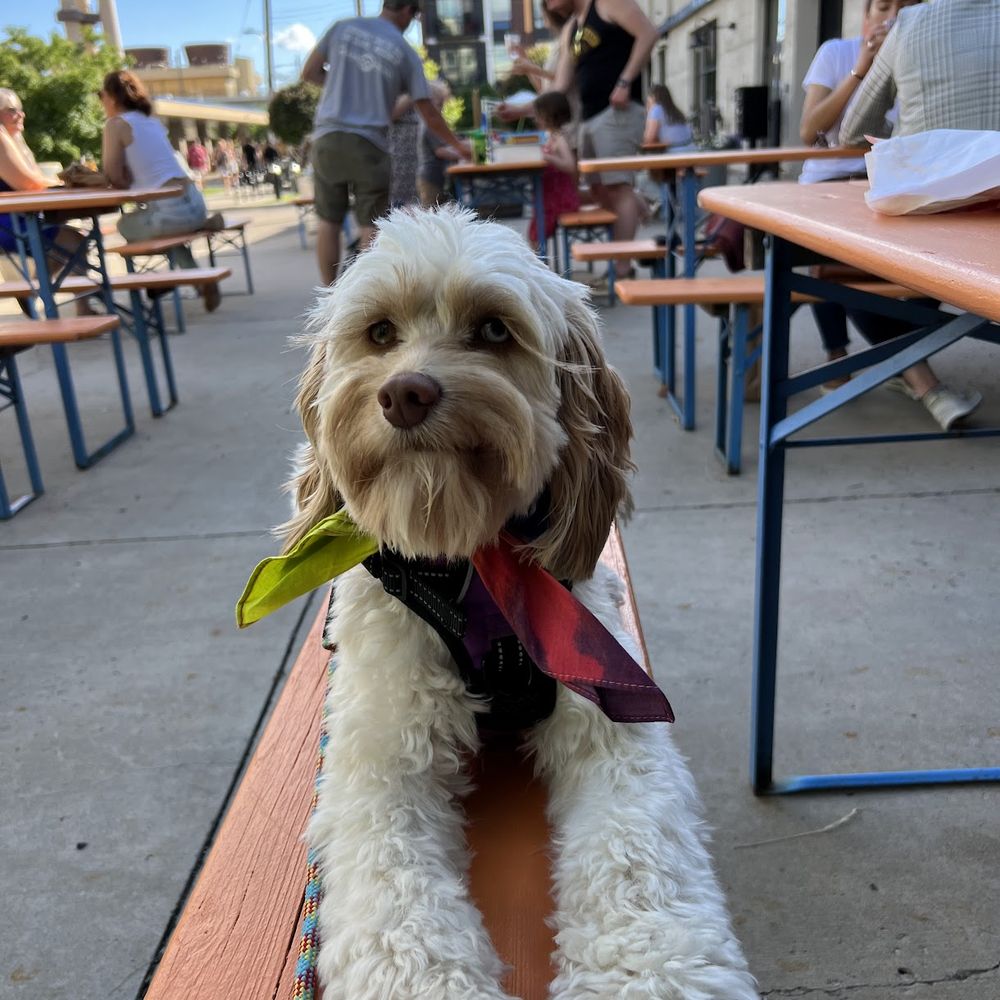 Little Tomato Pizza - Outdoor Patio - Pizza Near Me - Minneapolis, Minnesota Little Tomato Pizza - Outdoor Patio - Pizza Near Me - Minneapolis, Minnesota